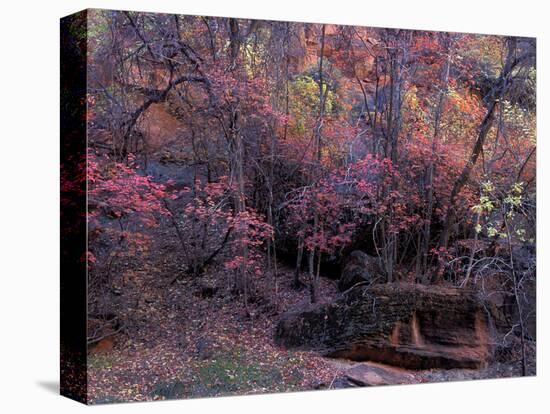 Fall Color in Zion National Park, Utah, USA-Diane Johnson-Premier Image Canvas