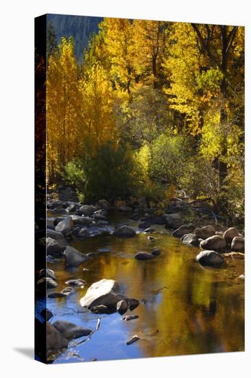 Fall Color Is Reflected Off a Stream Flowing Through an Aspen Grove in the Sierras-John Alves-Premier Image Canvas