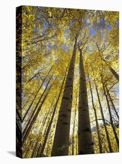 Fall-Colored Aspen Trees, Stevens Pass, Washington, USA-Stuart Westmoreland-Premier Image Canvas