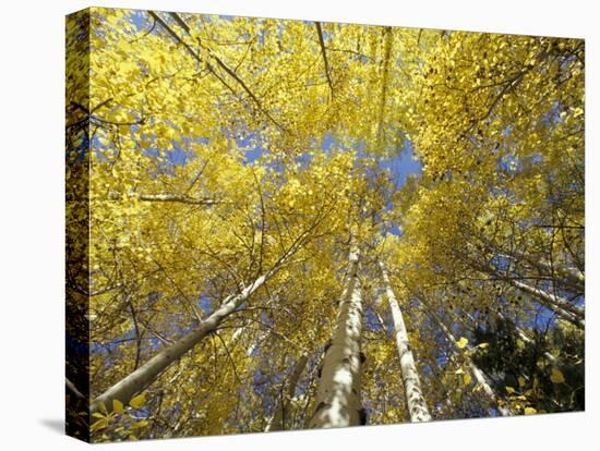 Fall-Colored Aspen Trees, Stevens Pass, Washington, USA-Stuart Westmoreland-Premier Image Canvas