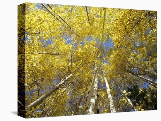 Fall-Colored Aspen Trees, Stevens Pass, Washington, USA-Stuart Westmoreland-Premier Image Canvas