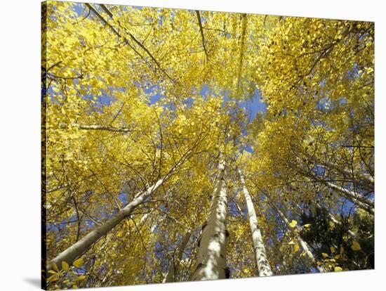 Fall-Colored Aspen Trees, Stevens Pass, Washington, USA-Stuart Westmoreland-Premier Image Canvas