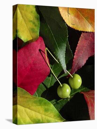 Fall Colors I-Monika Burkhart-Premier Image Canvas