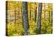 Fall Colors in a Mixed Forest in Barrington, New Hampshire-Jerry and Marcy Monkman-Premier Image Canvas