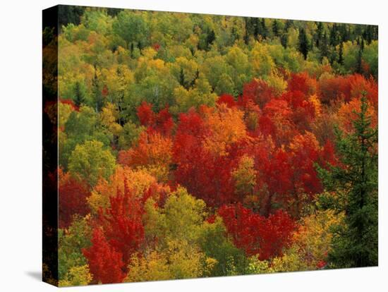 Fall Colors in Wassataquoik Valley, Northern Hardwood Forest, Maine-Jerry & Marcy Monkman-Premier Image Canvas