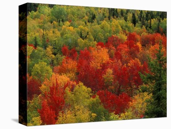 Fall Colors in Wassataquoik Valley, Northern Hardwood Forest, Maine-Jerry & Marcy Monkman-Premier Image Canvas