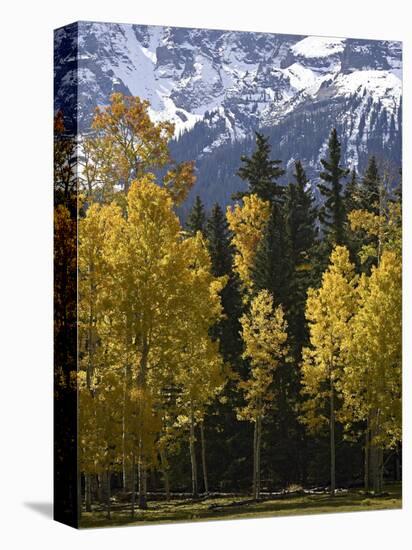 Fall Colors of Aspens with Evergreens, Near Ouray, Colorado-James Hager-Premier Image Canvas