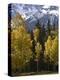 Fall Colors of Aspens with Evergreens, Near Ouray, Colorado-James Hager-Premier Image Canvas