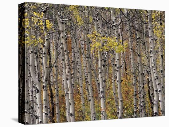 Fall Colors on Aspen Trees, Maroon Bells, Snowmass Wilderness, Colorado, USA-Gavriel Jecan-Premier Image Canvas