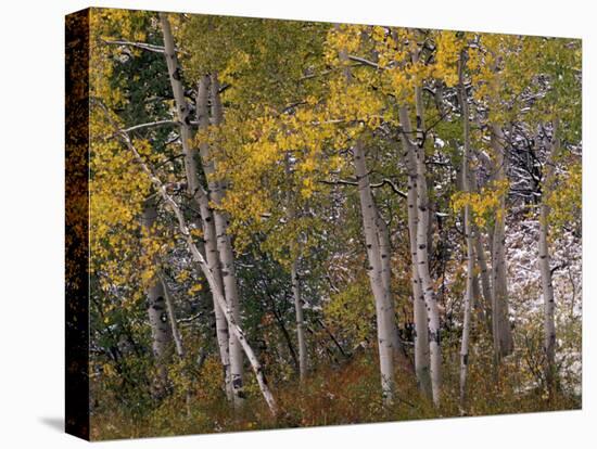 Fall Colors on Aspen Trees, Maroon Bells, Snowmass Wilderness, Colorado, USA-Gavriel Jecan-Premier Image Canvas