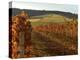 Fall Colors Over the Knudsen Vineyard, Willamette Valley, Oregon, USA-Janis Miglavs-Premier Image Canvas