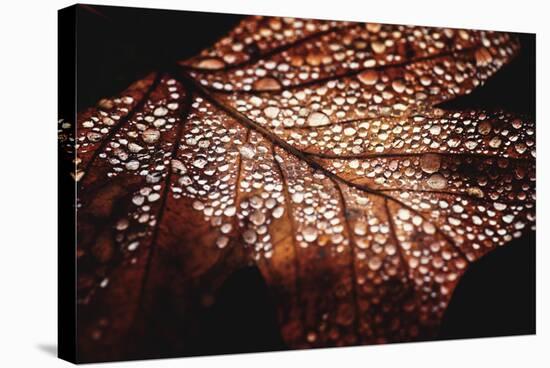 Fall Droplets-Philippe Sainte-Laudy-Premier Image Canvas