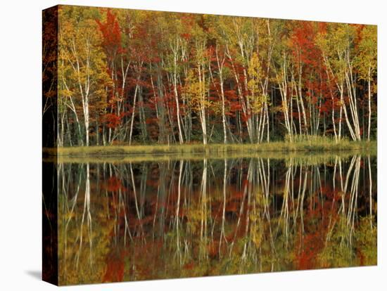 Fall Foliage and Birch Reflections, Hiawatha National Forest, Michigan, USA-Claudia Adams-Premier Image Canvas