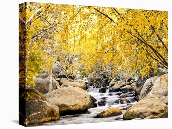 Fall Foliage at Creek, Eastern Sierra Foothills, California, USA-Tom Norring-Premier Image Canvas