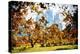 Fall Foliage in Central Park - In the Style of Oil Painting-Philippe Hugonnard-Premier Image Canvas