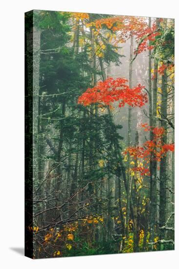 Fall Foliage in the Mist, Maine, New England-Vincent James-Premier Image Canvas