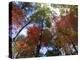 Fall Foliage near Fall Creek Falls State Park, Tennessee, USA-Diane Johnson-Premier Image Canvas