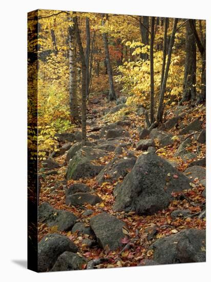 Fall Foliage on the Tarn Trail of Dorr Mountain, Maine, USA-Jerry & Marcy Monkman-Premier Image Canvas