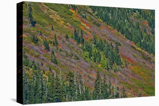 Fall foliage, Stevens Pass Area, WA.-Michel Hersen-Premier Image Canvas