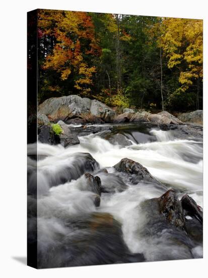 Fall Foliage-Jim Cole-Premier Image Canvas