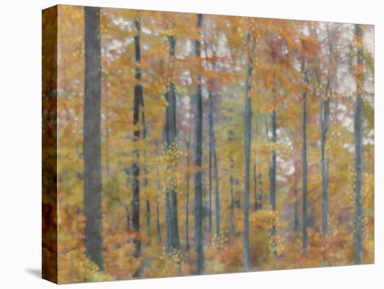 Fall Forest - Radiant-Midori Greyson-Stretched Canvas