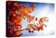 Fall Gifts-Philippe Sainte-Laudy-Premier Image Canvas