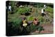 Fall Harvest of the White House Kitchen Garden,  Michelle Obama, White House Chefs and Children-null-Stretched Canvas