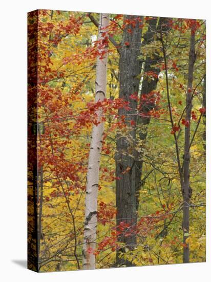 Fall in a Mixed Deciduous Forest in Litchfield Hills, Kent, Connecticut, USA-Jerry & Marcy Monkman-Premier Image Canvas