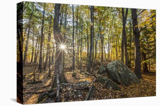 Fall in the forest along the Sweet Trail in Durham, New Hampshire.-Jerry & Marcy Monkman-Premier Image Canvas