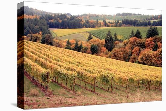 Fall in Wine Country I-Maureen Love-Premier Image Canvas