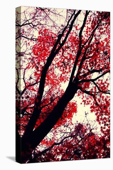 Fall Japanese Maples, Oakland-Vincent James-Premier Image Canvas