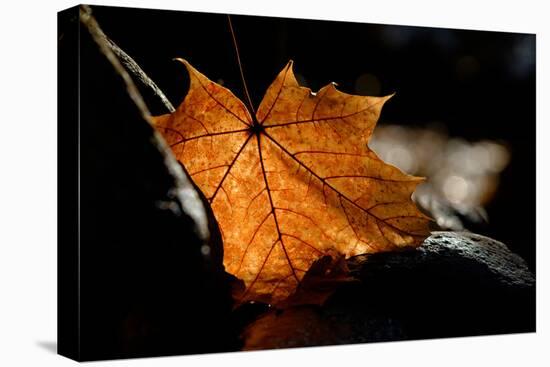 Fall Leaf-Ursula Abresch-Premier Image Canvas