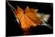 Fall Leaf-Ursula Abresch-Premier Image Canvas