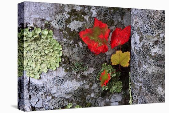 Fall Leaves at Acadia National Park, Maine, USA-Joanne Wells-Premier Image Canvas