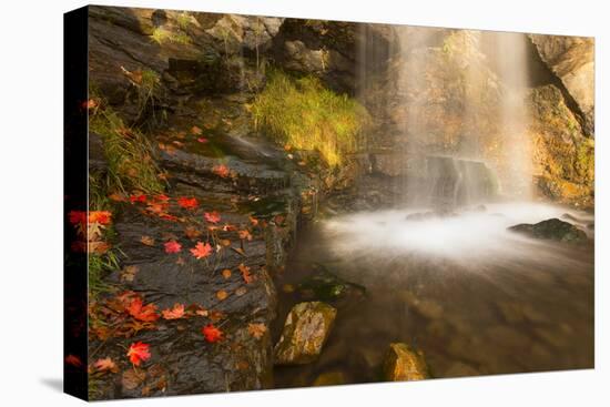 Fall Leaves At The Bottom Of A Waterfall In The Foothills Of The Wasatch Mountains, Utah-Austin Cronnelly-Premier Image Canvas