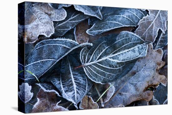 Fall Leaves, Hoarfrost-Brigitte Protzel-Premier Image Canvas