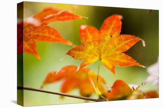 Fall Leaves III-Erin Berzel-Premier Image Canvas