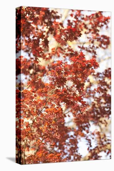 Fall Leaves-Karyn Millet-Premier Image Canvas