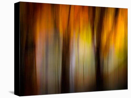 Fall Light-Ursula Abresch-Premier Image Canvas