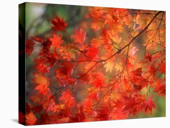Fall Maple Leaves-Janell Davidson-Premier Image Canvas