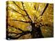 Fall Maple Trees, Vermont, USA-Marilyn Parver-Premier Image Canvas