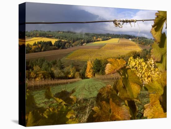 Fall Over the Knudsen and Bella Vida Vineyards, Willamette Valley, Oregon, USA-Janis Miglavs-Premier Image Canvas