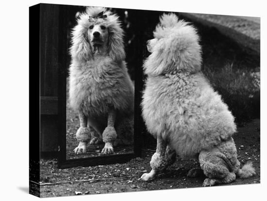 Fall, Poodle and Mirror-Thomas Fall-Premier Image Canvas