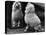 Fall, Poodle and Mirror-Thomas Fall-Premier Image Canvas