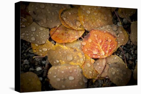 Fall Rains-Dan Ballard-Premier Image Canvas