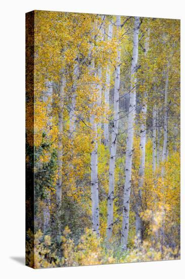 Fall Snowstorm, Aspen Trees, Grand Teton National Park-Howie Garber-Premier Image Canvas