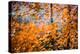 Fall Splendour 4-Ursula Abresch-Premier Image Canvas