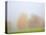 Fall trees shrouded in mist-Craig Tuttle-Premier Image Canvas