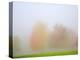 Fall trees shrouded in mist-Craig Tuttle-Premier Image Canvas