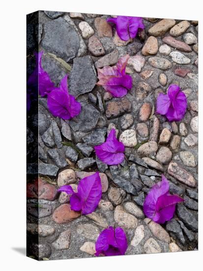 Fallen Bougainvillea Petals on Cobblestones, San Miguel De Allende, Mexico-Nancy Rotenberg-Premier Image Canvas